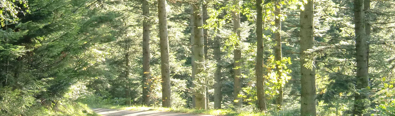 Hintergrundbild Waldweg